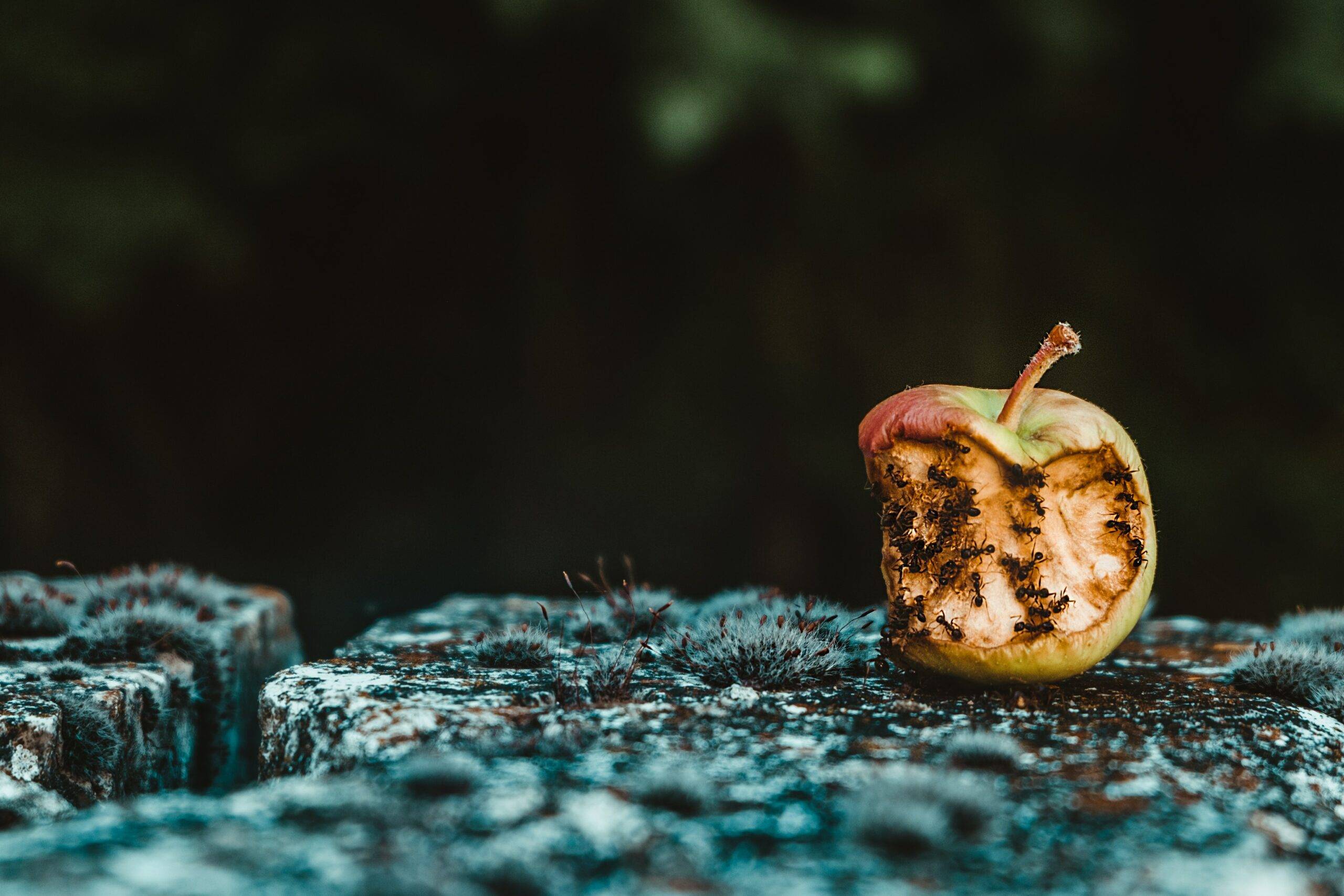 Cover image for What Is Code Rot and How Do You Identify It?