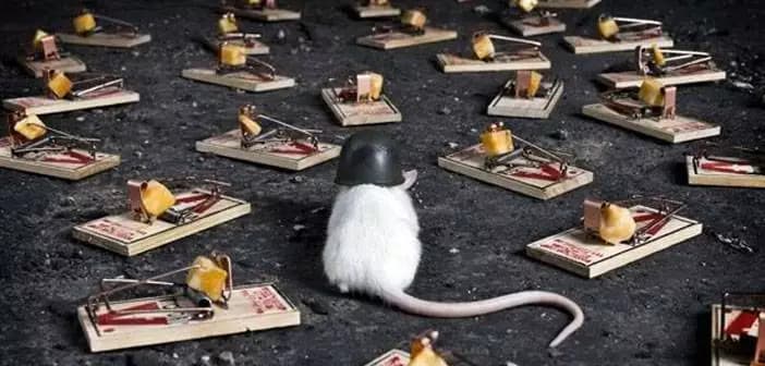 Mouse walking through a mouse trap minefield